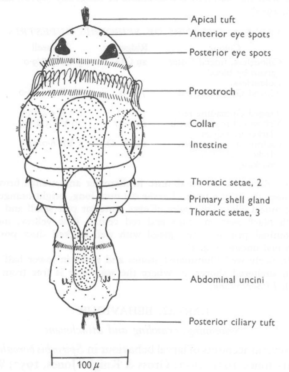 figure image